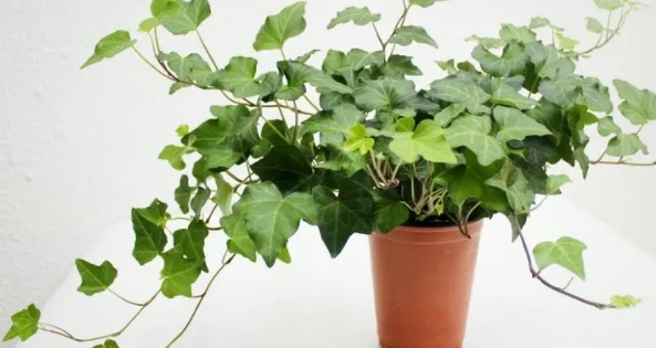 网络配图 网络配图