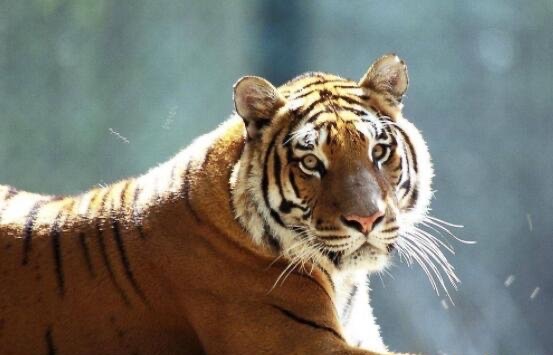 网络配图 网络配图