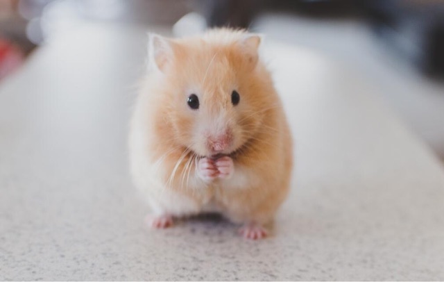 网络配图 网络配图