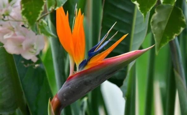 网络配图 网络配图