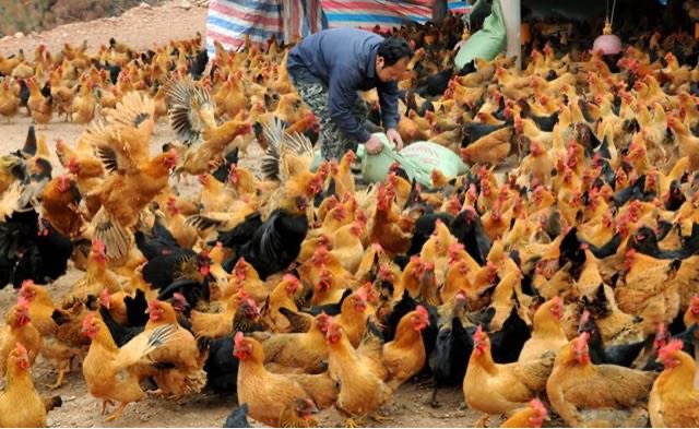 网络图片(侵删) 网络图片(侵删)