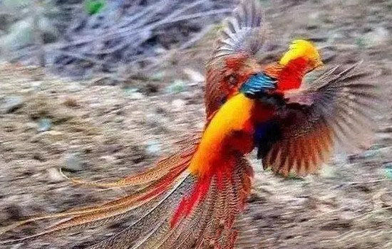 网络配图 网络配图