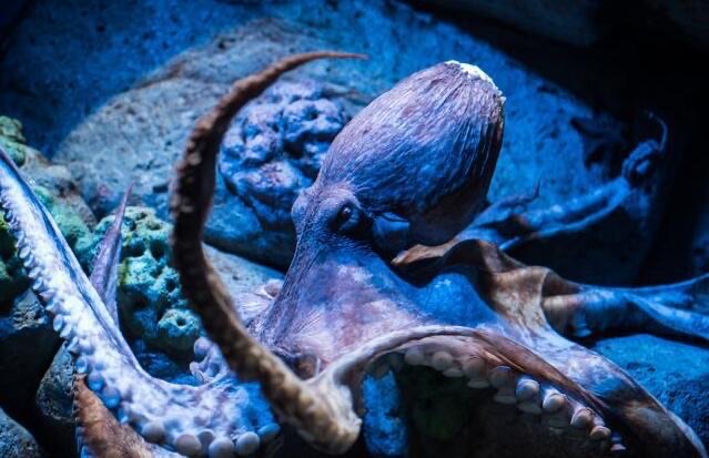 网络图片(侵删) 网络图片(侵删)