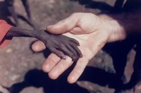 网络图片(侵删) 网络图片(侵删)