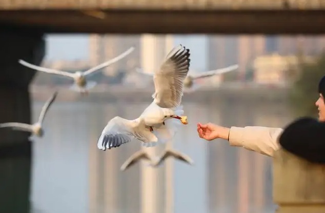 网络图片(侵删) 网络图片(侵删)