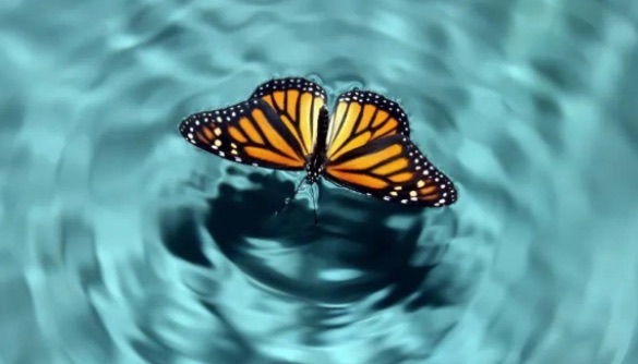 网络图片(侵删) 网络图片(侵删)