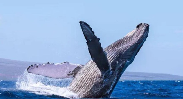 网络图片(侵删) 网络图片(侵删)