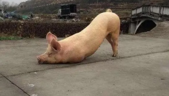 网络图片(侵删) 网络图片(侵删)