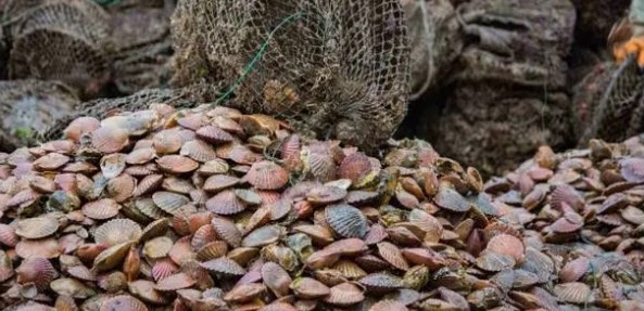 网络图片(侵删) 网络图片(侵删)