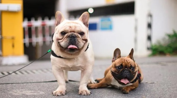 网络配图 网络配图