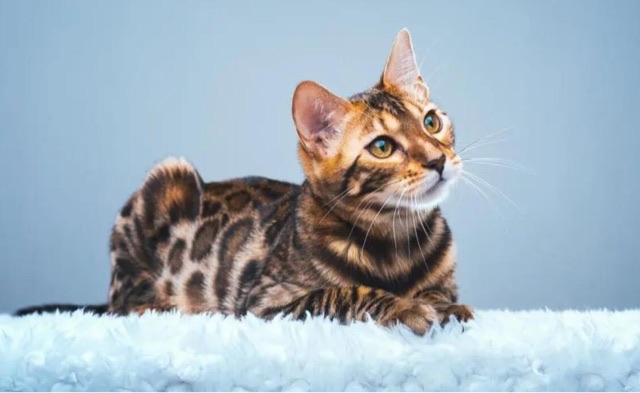 网络配图 网络配图