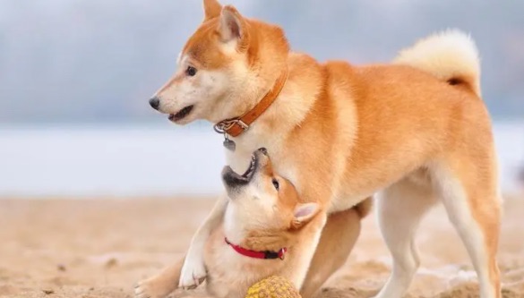 网络配图 网络配图