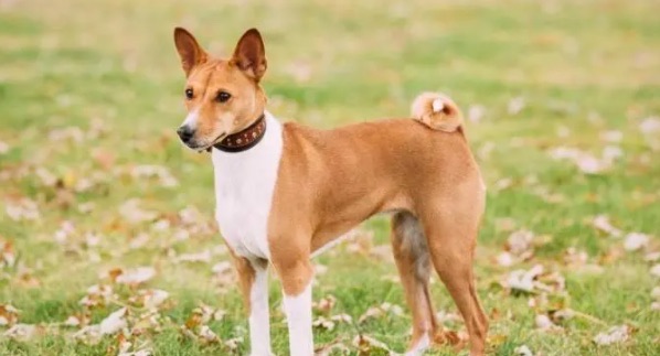 网络配图 网络配图