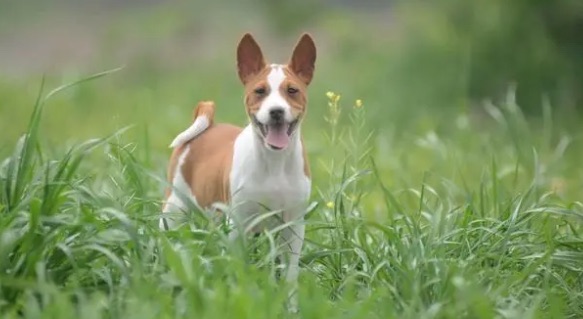 网络配图 网络配图