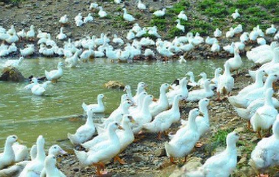 网络配图 网络配图