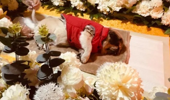 网络配图 网络配图