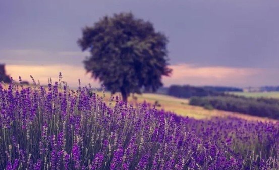 网络配图 网络配图