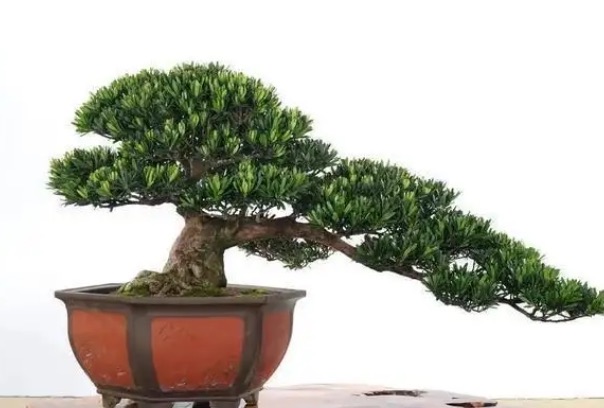 网络图片(侵删) 网络图片(侵删)