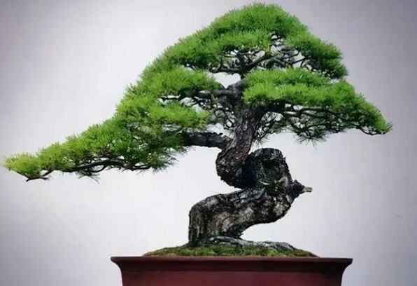 网络图片(侵删) 网络图片(侵删)