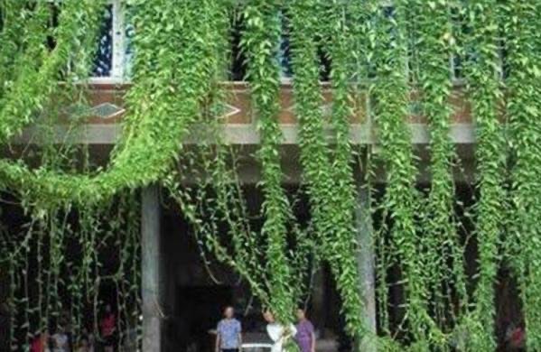 网络图片(侵删) 网络图片(侵删)