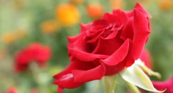 网络图片(侵删) 网络图片(侵删)