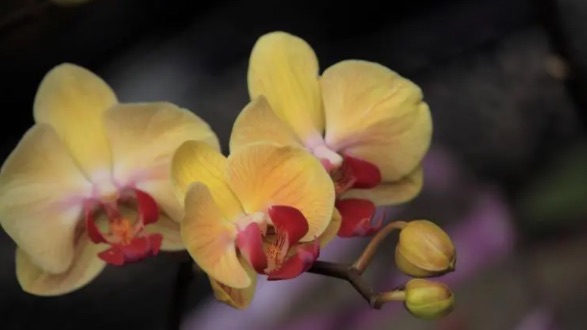 网络图片(侵删) 网络图片(侵删)