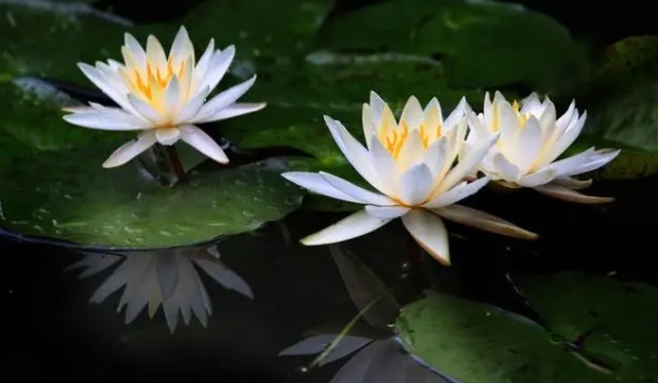 网络图片(侵删) 网络图片(侵删)