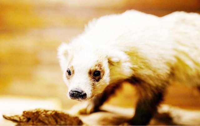 网络图片(侵删) 网络图片(侵删)