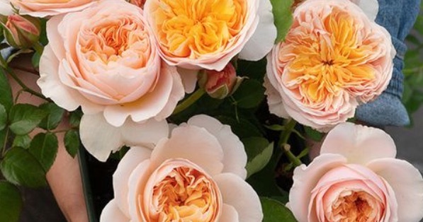 网络图片(侵删) 网络图片(侵删)