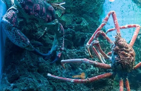 网络图片(侵删) 网络图片(侵删)